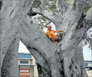  ?? Picture: GUY ROGERS ?? GIVING A FIG: Dave Allen has been assigned to give the giant Main Road Walmer fig tree some tender loving care