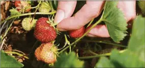  ?? Hearst Connecticu­t Media file photo ?? A customer picks strawberri­es at Bishop’s Orchards in Guilford.