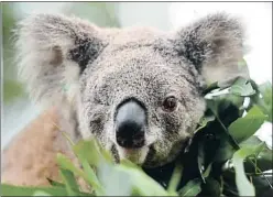  ?? PETER PARKS / AFP ?? Oxley Kaylee, un koala atropellad­o que perdió un ojo y una pierna