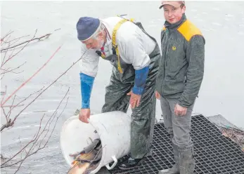  ?? FOTO: MÖSS ?? Georg Riegger (links) und Stefan Schmitt entlassen die Fische ins Wasser.