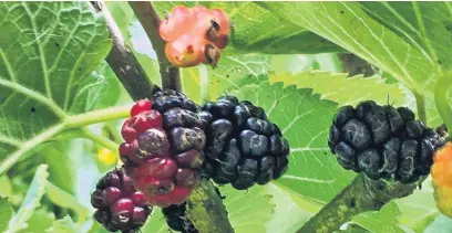  ?? PHOTO: BETTINA VINE ?? Blackberry­like . . . Mulberries look rather like blackberri­es but they are not related.