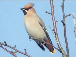  ?? David Blackett ?? ●●Waxwings in Euston Lane, Preston