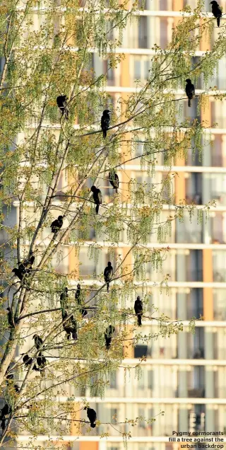  ??  ?? Pygmy cormorants fill a tree against the urban backdrop HELMUT IGNAT