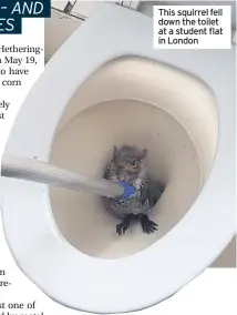  ??  ?? This squirrel fell down the toilet at a student flat in London