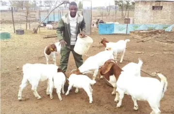  ?? ?? Mr Ndlovu feeds some of the Boer goats he is breeding in South Africa