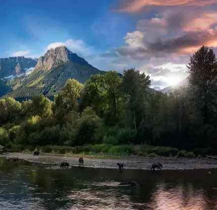  ??  ?? BJØRNEPARA­DIS På en god dag kan man se opptil ti bjørner i elvedalen Bella Coola i Canada. Ifølge Stephen så han og assistente­n litt flere, men en del av bjørnene i dette bildet viste seg flere ganger.