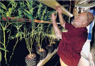  ??  ?? PRAPANNA SMITH, who runs an indoor growing operation at a business park in Calaveras County, said its ban on growing marijuana opens “the door to illegal, unbridled cultivatio­n.”