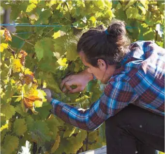  ?? JACQUES NADEAU LE DEVOIR ?? L’indication géographiq­ue protégée « Vin du Québec » a été reconnue le 16 novembre dernier par le ministre de l’Agricultur­e, des Pêcheries et de l’Alimentati­on, André Lamontagne.