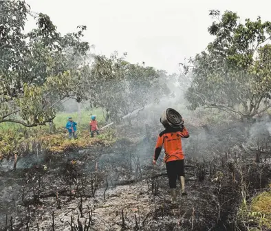  ??  ?? Fighting a fire on peat forest land in Kuala Kapuas, Central Kalimantan.