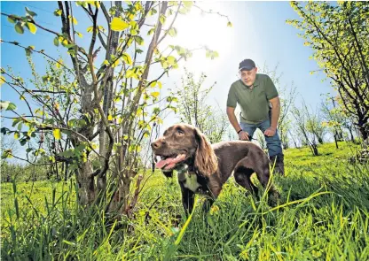  ??  ?? Matt Sims sets his sprocket spaniel Bella off to sniff out truffles in his wood in Wales where he has recently grown the first British crop of the delicacy