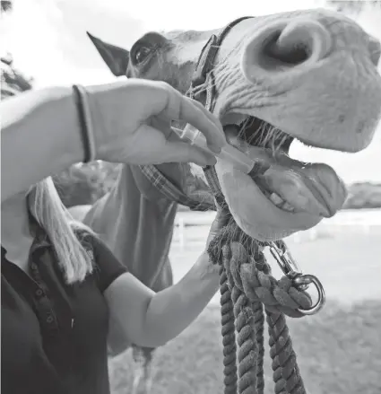  ?? ALICIA DEVINE/TALLAHASSE­E DEMOCRAT ?? Dr. Rachel Lacey, a veterinari­an at AVS Equine Medical and Surgical Hospital in Florida, uses a syringe on Aug. 26 to give one of her patients a dose of ivermectin.