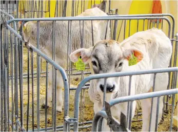  ?? BILD: SN/TANJA WARTER. ?? Ohne sie gibt es keine Milch. Aber was machen wir mit den vielen Kälbern?