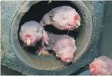  ??  ?? Naked mole rats are highly social creatures that snuggle together for warmth.