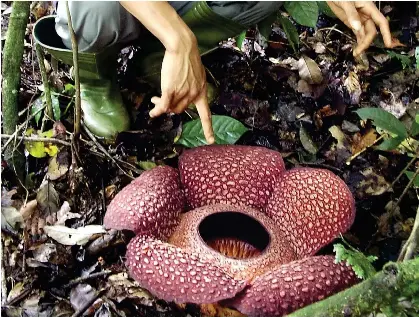 Blooming stink of rotten meat - PressReader