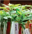  ?? RICHARD VOGEL/THE ASSOCIATED PRESS ?? Marijuana plants on display at a medical marijuana provider in downtown Los Angeles.