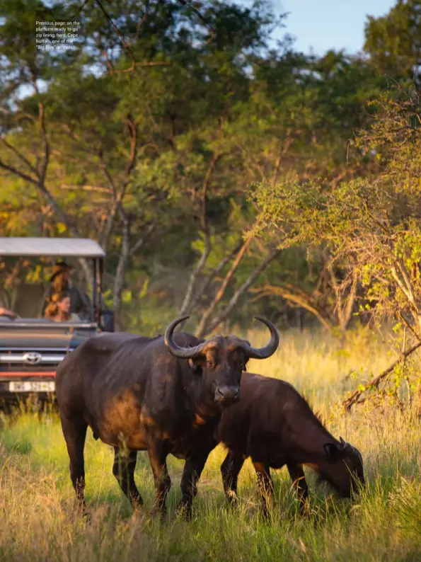  ??  ?? Previous page: on the platform ready to go zip lining; here, Cape buffalo, one of the “Big Five” animals