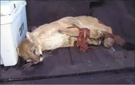  ?? KTLA ?? A 100-POUND mountain lion named P-79 was caught in a Simi Valley backyard Thursday. Since then another big cat has been attacking goats in the area.