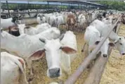  ?? HT FILE ?? In 2015, a government committee had recommende­d UID for cows to prevent their traffickin­g.