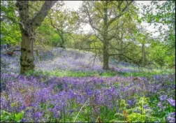  ?? Picture: Martyn Lane ?? Bluebells in Sydlings Copse