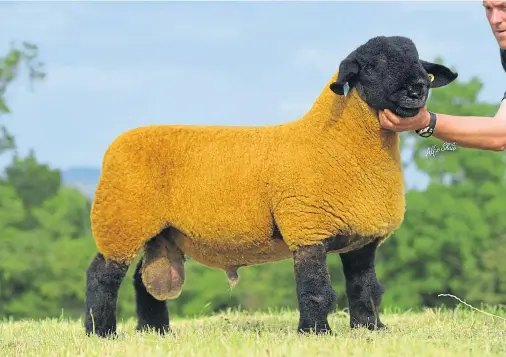  ??  ?? TOP PRICE: The sale topper and Scottish champion – a ram lamb which sold for 43,000gns, from the Stuart family of Birness