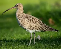  ??  ?? ENDANGERED: Curlews have been robbed of their habitat in meadows and bogs, with their nests attacked by crows and foxes