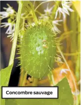 ??  ?? Concombre sauvage