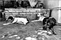  ?? RACHELLE KRYGIER/FOR THE WASHINGTON POST ?? Canelo, Olivia and Serena are among the many dogs being abandoned at pet shelters in Venezuela.