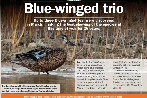  ?? ?? The Buckingham­shire Blue-winged Teal attracted plenty of birders, although debate has raged over whether or not this individual is perhaps a Cinnamon Teal or a hybrid.