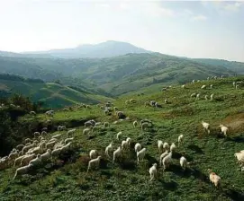  ??  ?? Un pascolo di pecore nella zona di Roccalbegn­a (Grosseto) Al vertice Il presidente di Coldiretti Toscana Antonio De Concilio