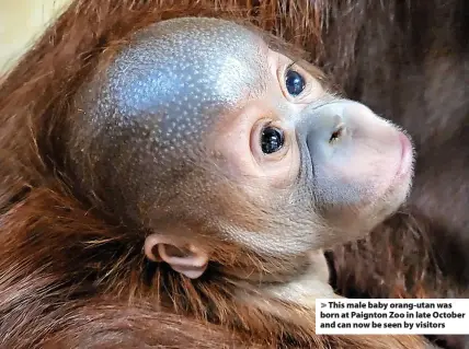  ?? ?? > This male baby orang-utan was born at Paignton Zoo in late October and can now be seen by visitors