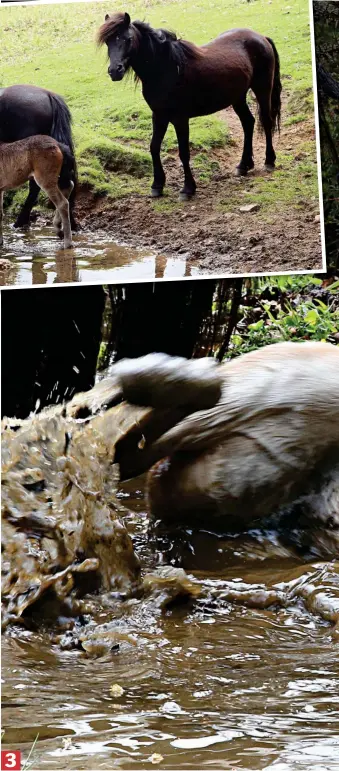  ??  ?? Have I missed a bit? Sinking into the muddy water, he playfully rolls around to ensure that every inch of his glossy brown coat gets a thorough washing