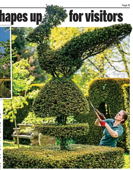  ?? ?? Finishing touches: A gardener clips a topiary peacock into shape at Highgrove