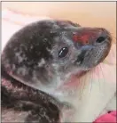  ??  ?? A common seal pup in ICU.