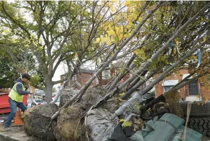  ?? ANTONIO PEREZ/CHICAGO TRIBUNE ?? Seven-D Constructi­on Co. worker Salvador Becerra rolls a tree into place for a loader to pick up and plant in the 4400 block of South Christiana Avenue on Oct. 20.