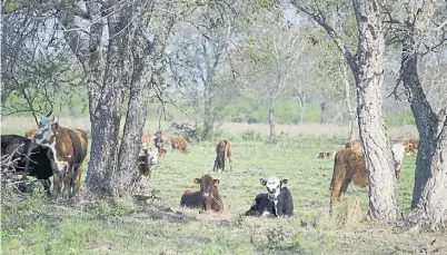  ??  ?? Protección. En el norte, los árboles son un refugio para los animales en los días de altas temperatur­as, que son habituales.