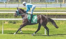  ?? Picture: Caught In The Act Photograph­y CQ ?? Shamedy wins on debut for trainer Graeme Green.