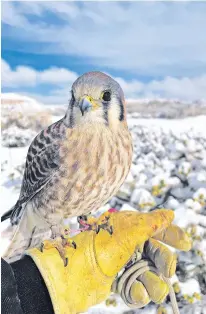  ?? COURTESY NEW MEXICO WILDLIFE CENTER ?? American kestrels are the smallest falcon species in North America, weighing only a quarter of a pound when fully grown and about the size of a mourning dove.