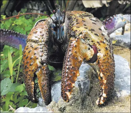  ?? REUTERS ?? An Okinawa coconut crab is seen in this undated handout photo. The claw of a coconut crab can exert up to an amazing 742 pounds of force.