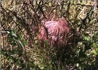  ?? (Special to the Democrat-Gazette) ?? Thistles aren’t fun plants to find in a pasture because the spiky foliage can cut you.