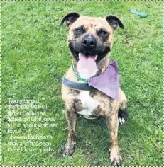  ??  ?? Two-year-old Staffordsh­ire bull terrier Dalla is an active girl who loves to run about with her toys. She was found as a stray and has been there for six months.