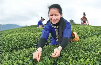  ?? LU BOAN / XINHUA ?? Dong ethnic people harvest tea leaves in Sanjiang county, Guangxi Zhuang autonomous region, on Thursday. More than 200,000 people in the county are employed in the tea processing industry.