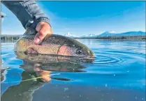  ?? CENTRAL OREGON VISITORS ASSOCIATIO­N ?? Central Oregon may be high desert country, but its lush rivers and lakes make it a nirvana for anglers.