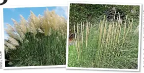  ?? Y M A L / S N W S ?? TARGET: One of the cut pampas grasses. Left: How it should look