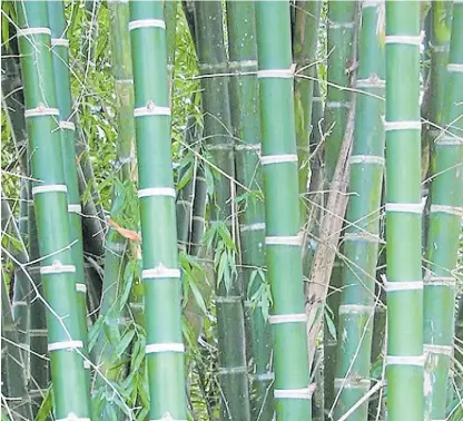 ??  ?? El bambú nativo Guadua chacoensis se encuentra distribuid­o en el noreste de la Argentina De acá.