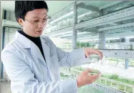  ?? YANG WANLI / CHINA DAILY ?? Li Canhui, director of the Root and Tuber Crop Research Institute, displays buds growing in a container.