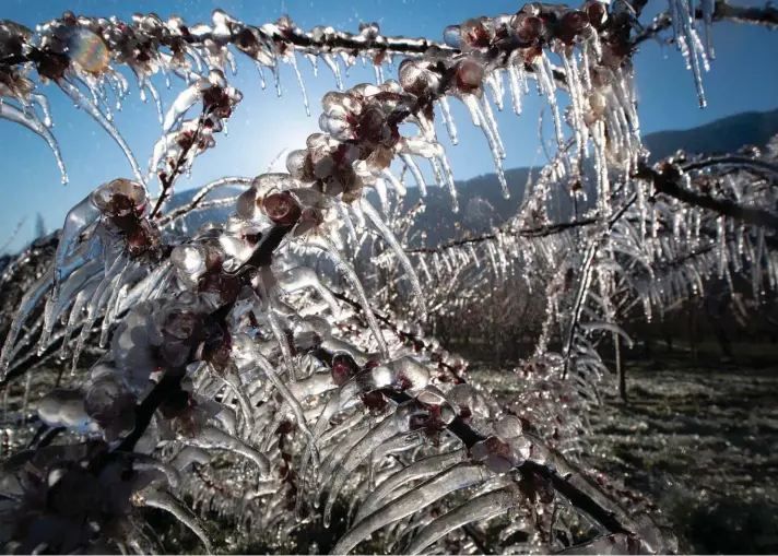  ?? Photo: AP ?? Apricot trees in blossom are covered with ice in the middle of the Swiss Alps mountains, in Saxon, Canton of Valais, Switzerlan­d, yesterday. Fruit trees are sprayed with water to protect them from freezing when the temperatur­e drops below zero on cold spring nights.