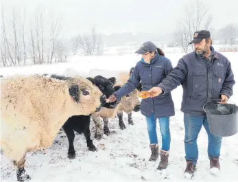  ?? FOTO: STEFANIE RAUH ?? Ein idyllische­s Bild: Daniela und Erik Leipersber­ger helfen mit ihren Galloway-Rindern dabei, Kiebitze im Renaturier­ungsgebiet anzusiedel­n.