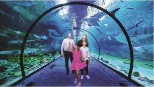  ?? — supplied photo ?? UAE residents can explore over 46,000 aquatic creatures and animals for just Dh77.