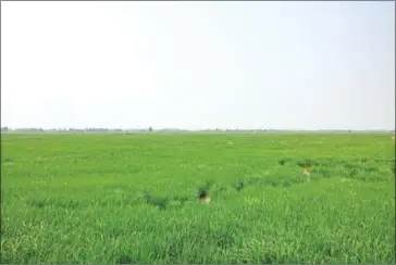  ?? DAPHNE CHEN ?? Rice fields in Kandal Stung district’s Kandork commune that are set to become part of a large airport developmen­t announced by the government In January.