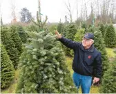  ?? JASON REDMOND/AP ?? Gary Chastagner of Washington State University examines a Turkish fir Nov. 30 at the school’s Puyallup Research and Extension Center in Washington.